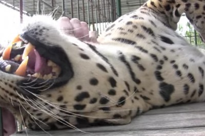 Zobacz niezwykła reakcję geparda gdy poczuł na grzbiecie ludzką rękę! Widać, że to nadal wielki kociak!