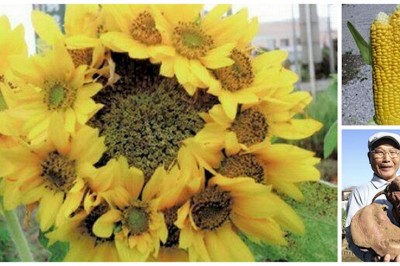 Zobacz zmutowane rośliny rosnące w miejscu katastrofy w elektrowni atomowej!