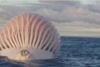 Zobaczyli tajemniczy kształt dryfujący na środku oceanu! Gdy podpłynęli bliżej nie mogli uwierzyć co To!