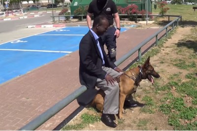 Zwykły przechodzień spróbował zaatakować jego pana! Zobacz błyskawiczna reakcję psa obronnego! 