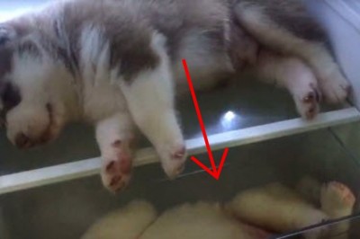 Otwiera lodówkę pełną szczeniaków Husky! Zwierzęta leżą tam z bardzo ważnego powodu!