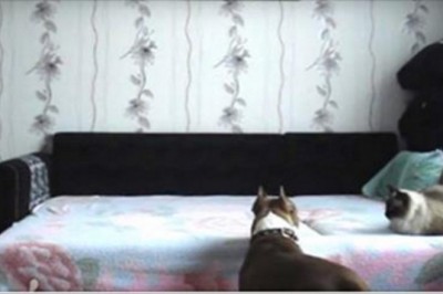 Zakazała psu wchodzić na łóżko! Ukryta kamera pokazuje jego taniec zwycięstwa gdy pani wyszła z domu!