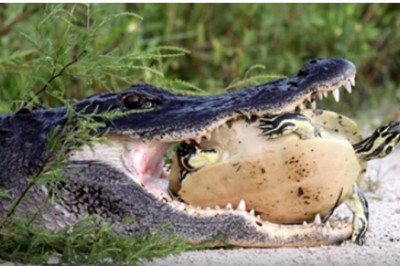 Twardy orzech do zgryzienia dla aligatora! Zobaczcie jak się skończyła próba zjedzenia żółwia!