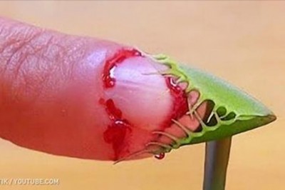 11  toksycznych roślin od których powinnaś trzymać się z daleka! Wiele z nich występuje w Polsce!