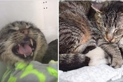 Byli przekonani, że jest agresywny i niebezpieczny! Gdy położono obok małe kocięta pokazał że się mylili!