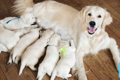 Ukochana suczka rodzi 7 szczeniaków! Gdy właściciel spogląda  na jednego zamiera przerażony!
