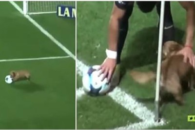 Bezpański pies wbiega na boisko w czasie meczu! Ukradł show wszystkim zawodnikom! 