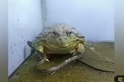 Najbardziej zabójcza żaba na świecie! Wąż czy skorpion to dla niej tylko przekąska na śniadanie!