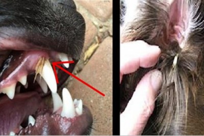 Weterynarz ostrzega! Te ciche niebezpieczeństwo czyha na każdego psa podczas spaceru!