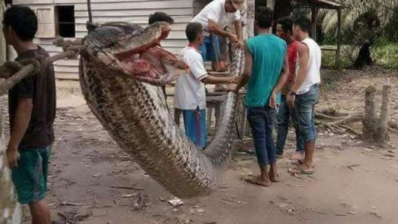 Olbrzymi pyton zaatakował mężczyznę w Indiach! Sam nie miał by z nim najmniejszych szans! 