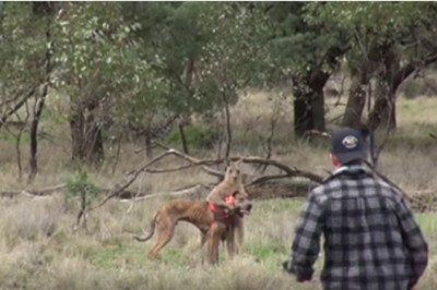 Zaczął go dusić! Facet staje w obronie swojego psa i wali kangura prawym sierpowym!