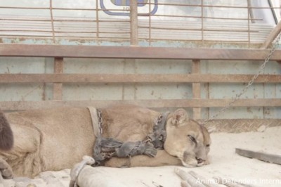 Lew górski spędził 20 lat w niewoli na łańcuchu ! Jego reakcja gdy odzyskał wolność jest magiczna!