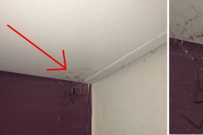 Była przekonana że to kłębek kurzu w rogu jej pokoju! Gdy podeszła bliżej krzyknęła i uciekła! 