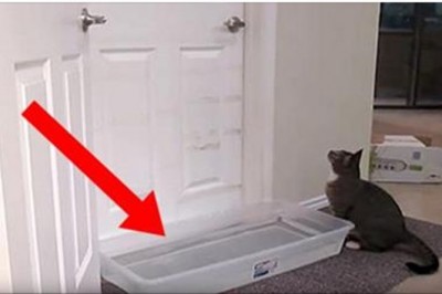 Był przekonany, że znalazł sposób by kot przestał go codziennie budzić! Reakcja kota rozbawi Cię do łez!