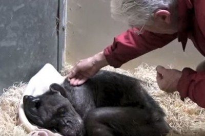 Umierający szympans rozpoznaje po głosie swojego opiekuna sprzed lat! Po tygodniu zwierze umiera! 