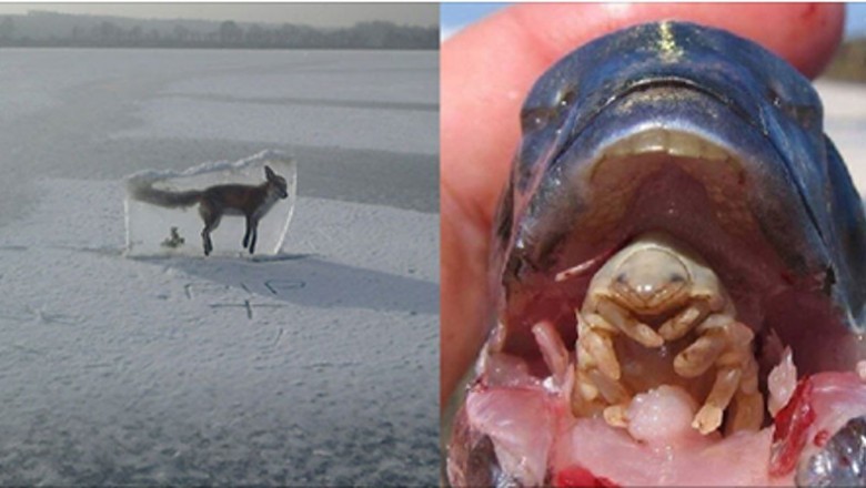 Te zdjęcia pokazują, ze natura potrafi być brutalna! Niektóre zdjęcia mogą Cię przerazić! 