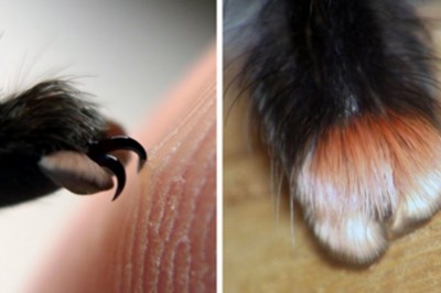 Widzisz te słodkie futrzane łapki? Jak dowiesz się jakie to zwierze to spanikujesz!