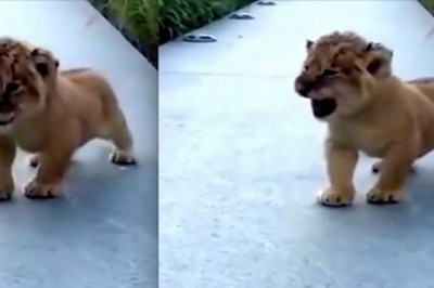 Małe lwiątko próbuje zaryczeć po raz pierwszy w życiu! Jego starania to najsłodsza rzecz jaką dziś zobaczysz!