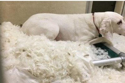 11 razy uciekał właścicielom i wracał do schroniska! Wtedy zrozumieli, że chce im powiedzieć coś ważnego!