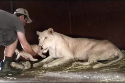 Chciał podnieść nowo narodzonego kociaka! Niezwykła reakcja lwicy sprawiła, że zaniemówiłam!