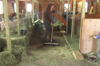 Rolnik ustawił w stajni kamerę w czasie pracy! Nagrał coś taki niezwykłego że oglądam w kółko!