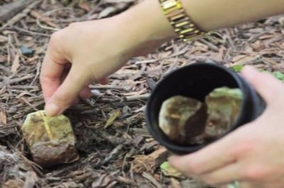 Nie wyrzucaj zużytych torebek od herbaty! 10 powodów dla których powinnaś je zachować i użyć!