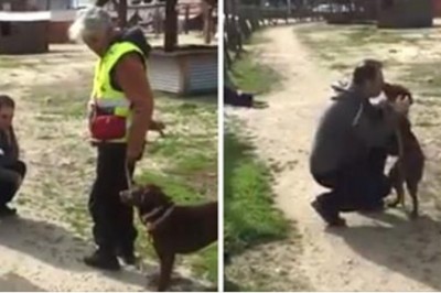 Po 3 latach odnalazł swojego zaginionego psa! Zwierzak oszalał ze szczęścia gdy go rozpoznał!