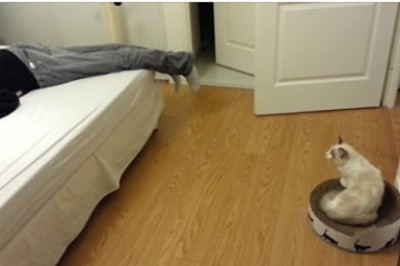 Właściciel udaje przy swoim kocie, że ma zawał! Zobacz niezwykłą reakcję zwierzęcia! 