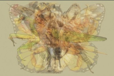 Jakie zwierze zobaczysz jako pierwsze na tym obrazku? Powie to wiele cechach Twojej osobowości! 