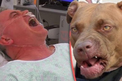 Buldog odgryzł penisa pedofilowi, który chciał zgwałcić śpiące dzieci! Takiej kary się nie spodziewał!