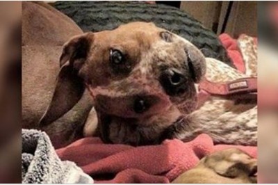 Ludzie byli przerażeni zdjęciem tego zniekształconego psa! Jednak prawda jest zupełnie inna!