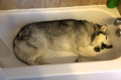 Właścicielka prosi psa, żeby wyszedł z wanny! Jego reakcja sprawi, że popłaczesz się ze śmiechu!