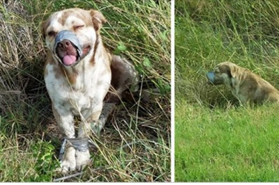 Znaleźli go samotnie leżącego przy drodze! Miał związane łapki i pyszczek sklejony taśmą! 