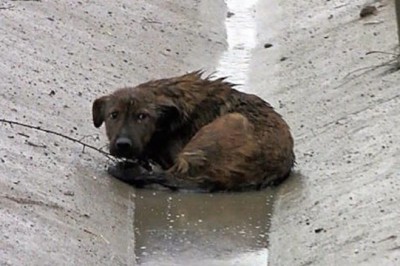 Znalazł go skulonego na środku autostrady. Kiedy podszedł bliżej, w jego oczach pojawiły się łzy!
