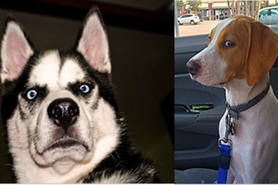 12 psów, które właśnie zrozumiały, że jadą do weterynarza! Ich miny są przezabawne!