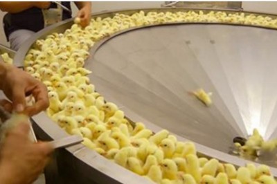 Będziesz przerażona jak to zobaczysz! Szokujące nagranie z kurzej farmy ujawnia kulisy hodowli!