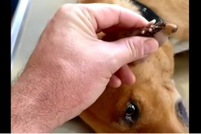 W jego ciele były setki larw! Gdy weterynarz zaczął je usuwać wyglądało to przerażająco!