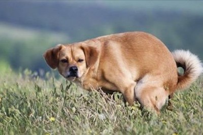 Właśnie z tego powodu pies patrzy na Ciebie, gdy się załatwia! Nigdy bym sama na to nie wpadła! 