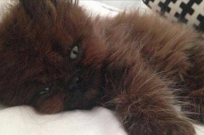 Kobieta przygarnęła małego, chorego kotka. Rok później nie wierzy własnym oczom, co z niego wyrosło