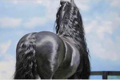 Z tyłu wyglądał jak zwykły koń! Zaniemówisz gdy zobaczysz jak wygląda gdy się odwrócił!