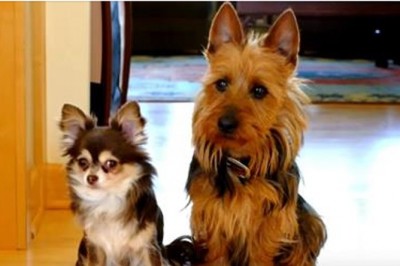 Właścicielka pyta, który psiak zrobił w kuchni kupę?! Reakcja jednego pupila zwali Cię z nóg! 