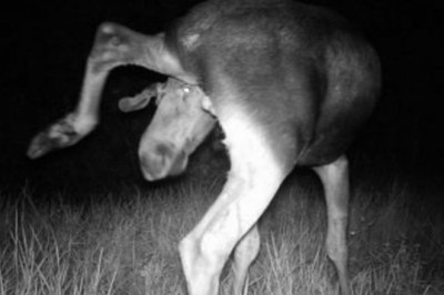 30 lat od katastrofy w Czarnobylu zaczął fotografować tamtejsze zwierzęta! Zmiany zaskakują!