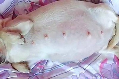 Ciężarna Chihuahua miała wielki brzuch! Gdy doszło do porodu, na jaw wyszła zdumiewająca prawda!