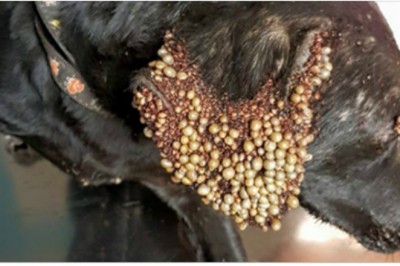 W jej ciele było tak dużo kleszczy, że weterynarz bał się, że suczka się wykrwawi gdy wyjmie je wszystkie!