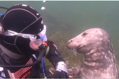 Nurek nie mógł zrozumieć czego chce od niego ta foka, dopóki nie chwyciła go za rękę!