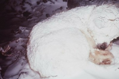 Ratownicy ruszają ratować psa zamarzającego na śniegu! Okazuje się, że zwierzak coś ukrywa! 