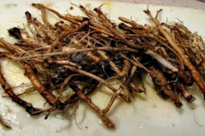 Naukowcy odkryli korzeń, który zabija komórki raka w 48 godzin! Rośnie na naszych łąkach!