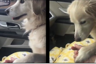 Zabrała psa ze schroniska do swojego domu! Podczas jazdy suczka zrobiła coś, co wzruszyła ją do łez! 