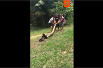 Dramatyczna walka o uwolnienie psa z uścisku pytona! Chciał go połknąć w całości!