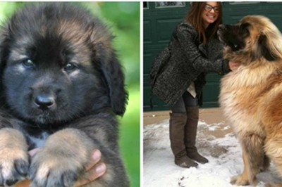 Szczeniaki tych ras są malutkie i słodkie! Jednak gdy dorosną stają się wielkimi, majestatycznymi psami! 
